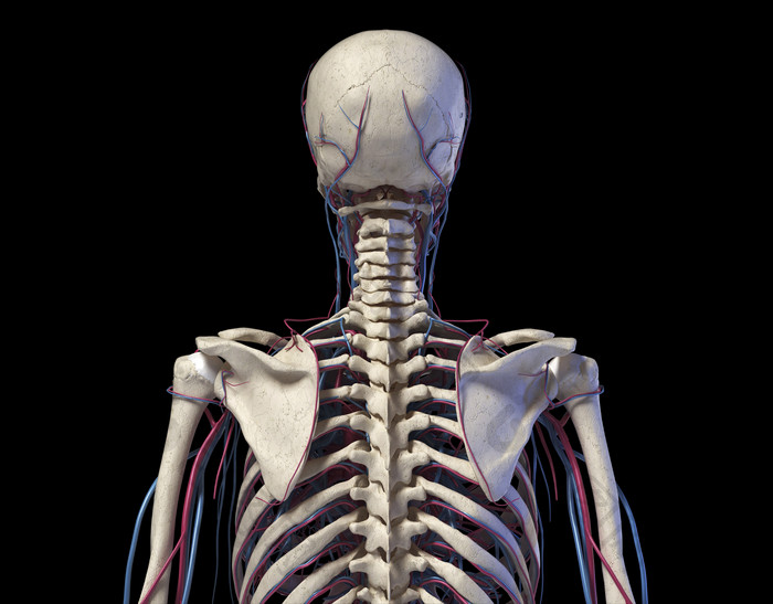 人类解剖学后背血管示例图