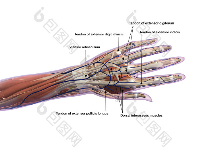 成年人类手部肌腱分布图
