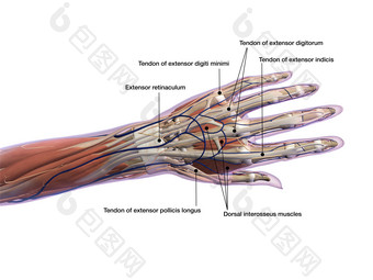 成年<strong>人类</strong>手部肌腱分布图