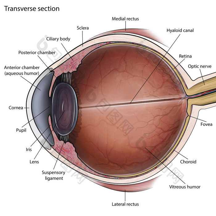 眼球解剖结构示例图