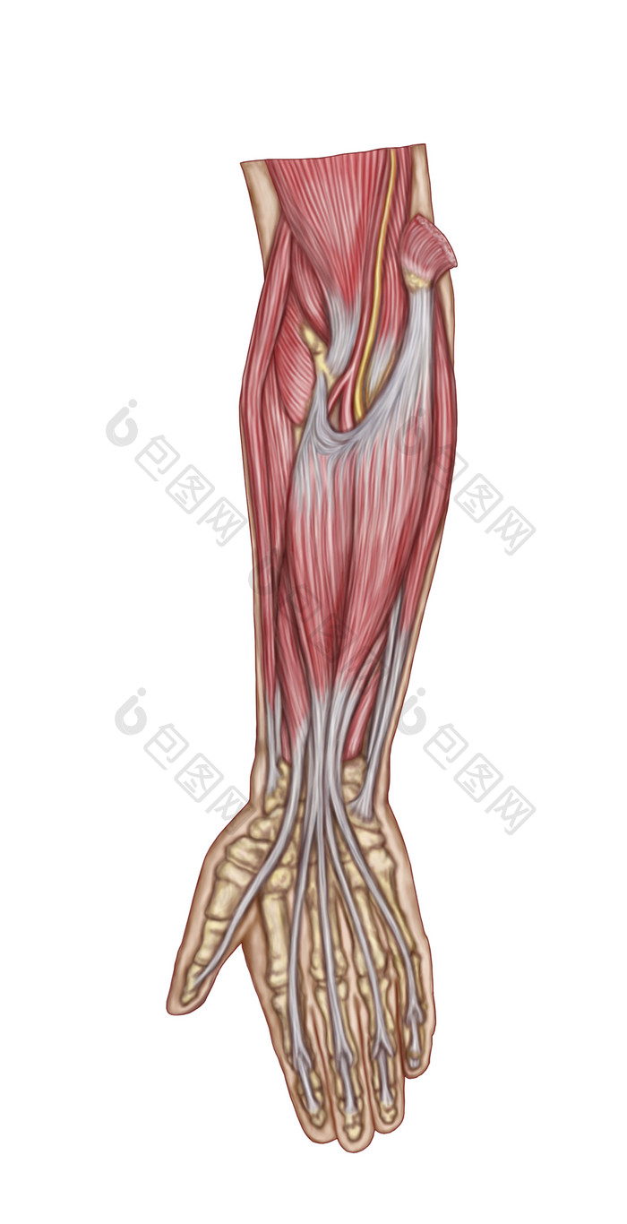 人体手臂肌肉神经结构图