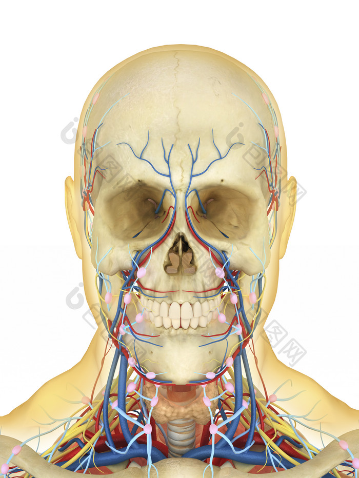 人体头部骨骼组织