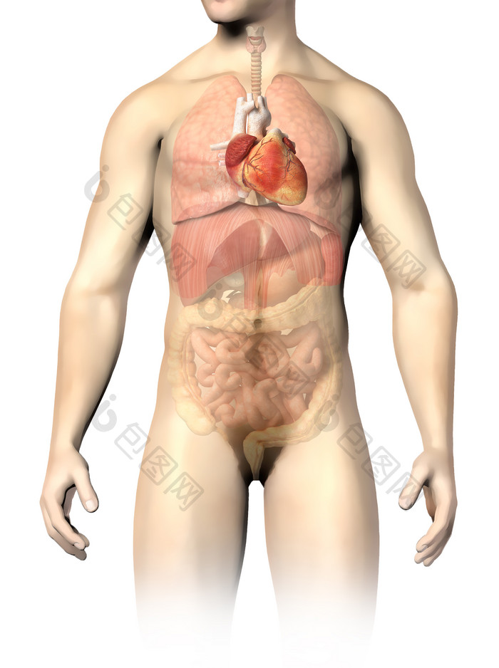 男性身体器官分布摄影图