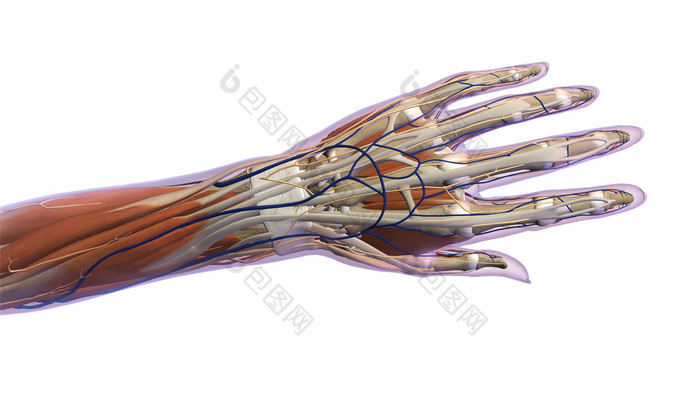 人类医用手部骨骼例图