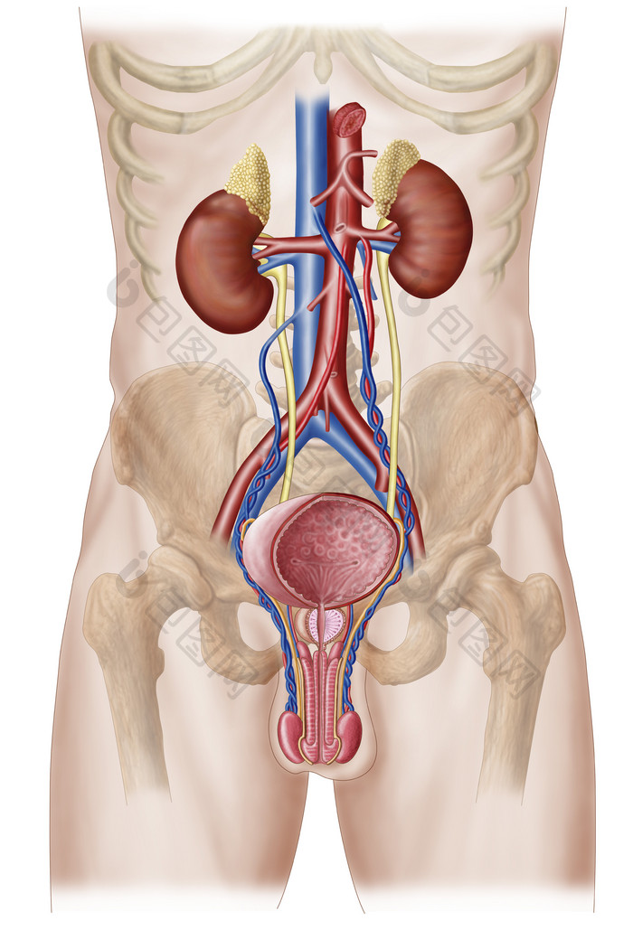 男性肾脏阴茎器官示例解剖图