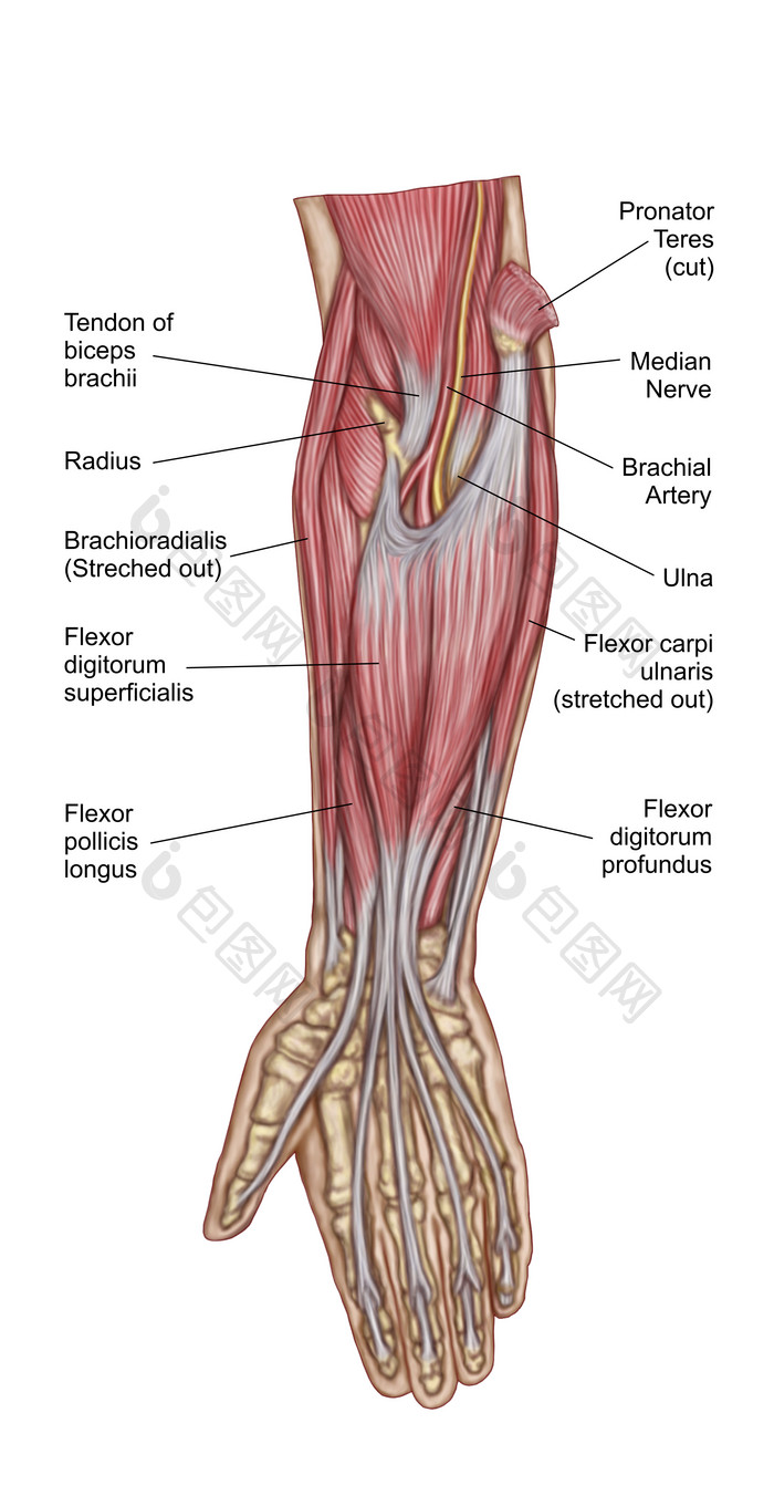 手臂肌肉神经结构图