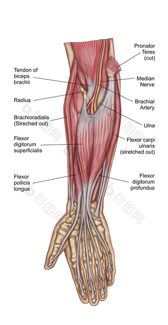 手臂<strong>肌肉</strong>神经结构图