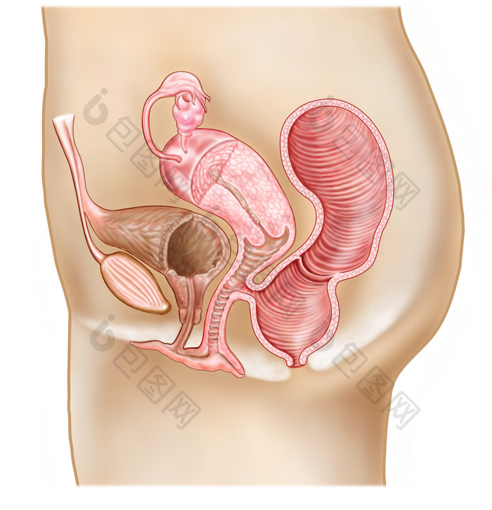 人体阴道器官解剖示例图