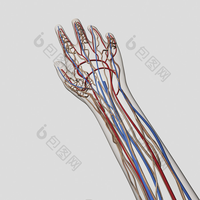 人体手部神经动脉结构图