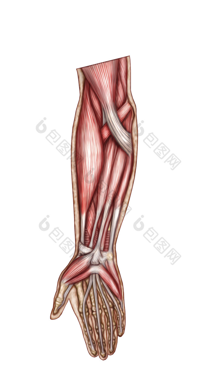 手臂肌肉结构分布图