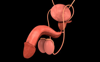 人类<strong>器官</strong>生殖器摄影图