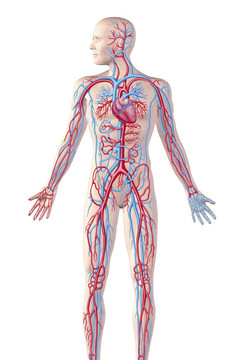 冠状动脉循环系统摄影图