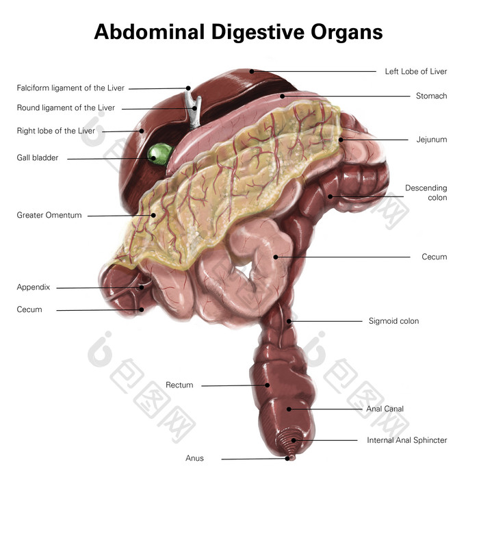 人体胰腺肝脏肠道结构图