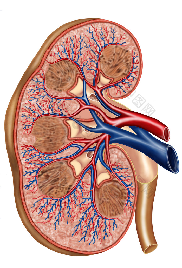 人体肾脏示例解剖结构图