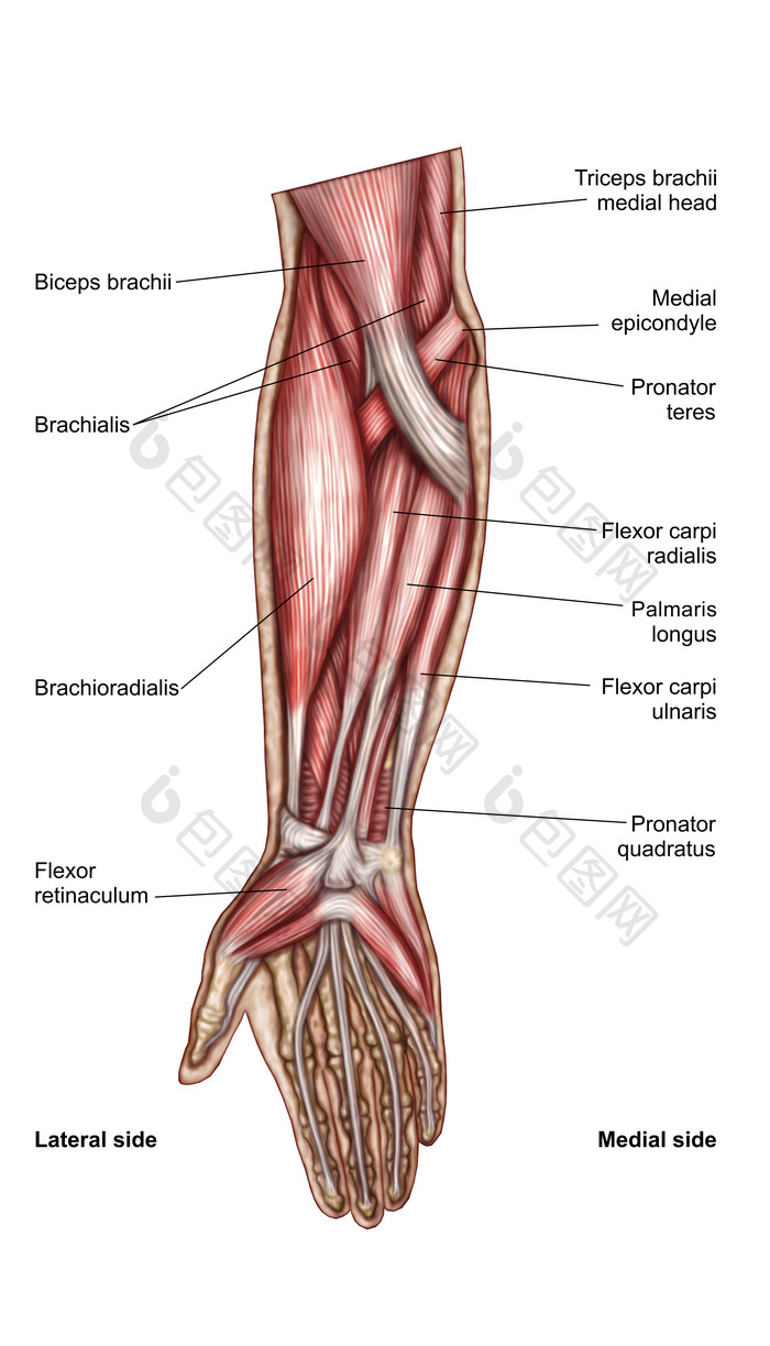 人体手臂肌肉分布图