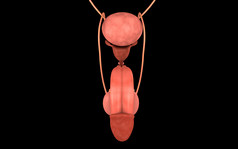 生理学生殖器官摄影图