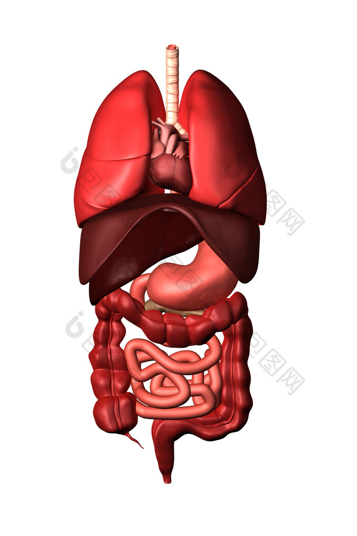 红色人体器官摄影图