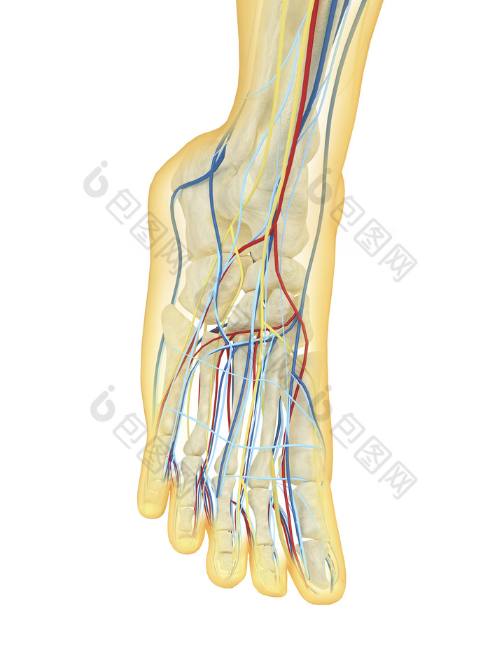 人体腿部组织透视图