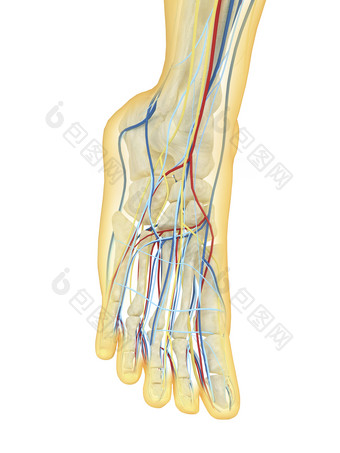 人体腿部组织透视图