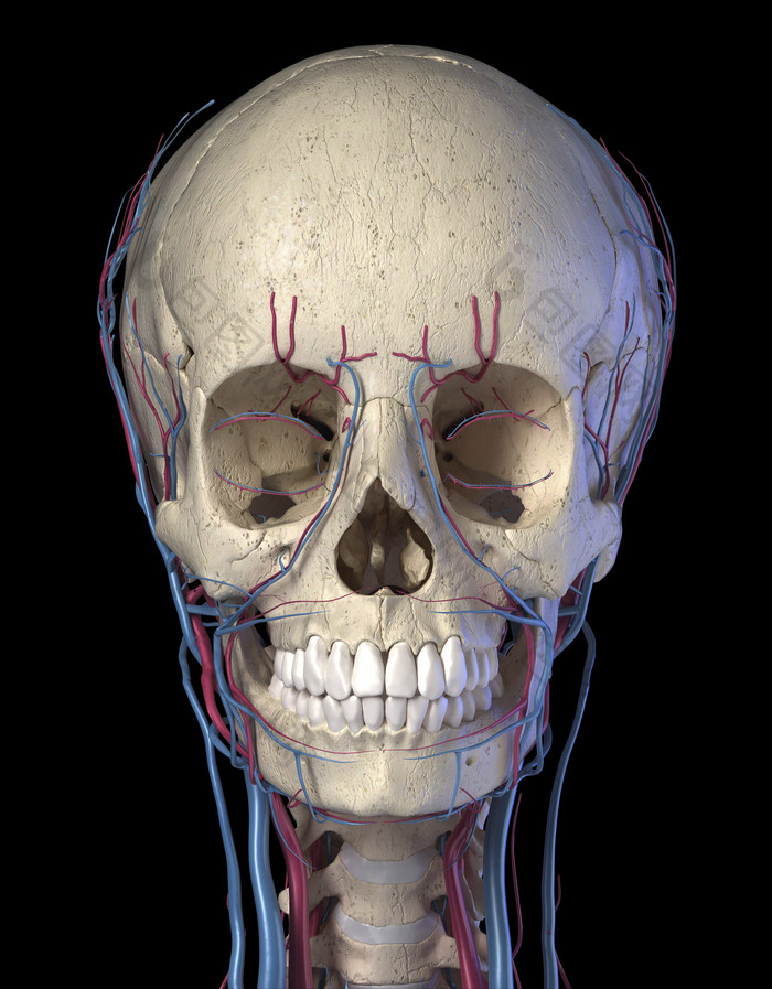 人类生物医学头部血管走向例图