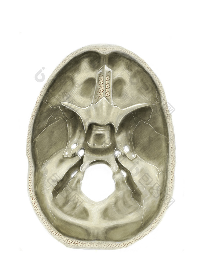 人体头骨解剖结构图