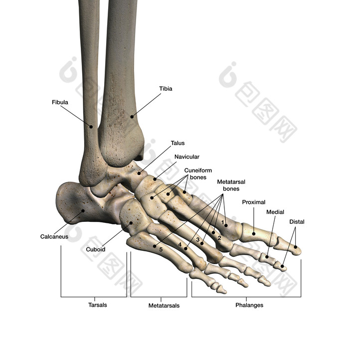 身体部分骨骼分布系统图