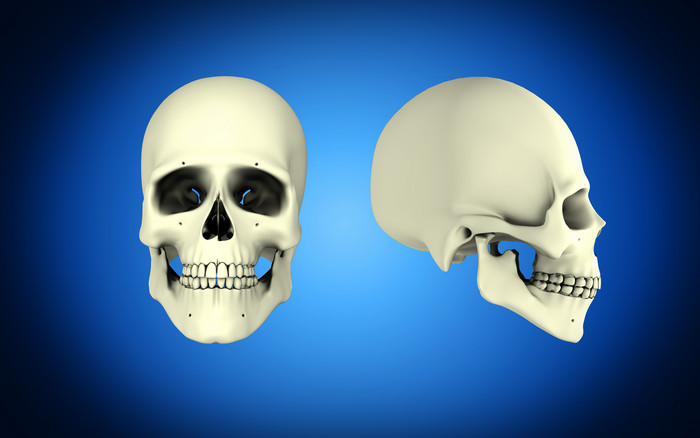 人体头骨部位示例插图