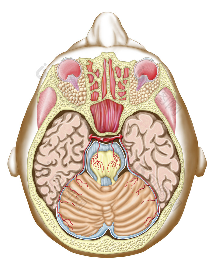 人体头部示例解剖图