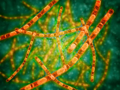 病理学杆菌细胞示例图
