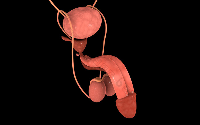 生物学生殖器官