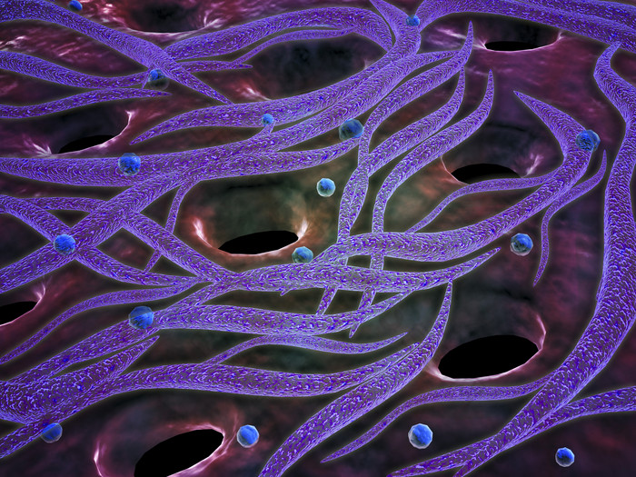 人体内部组织神经