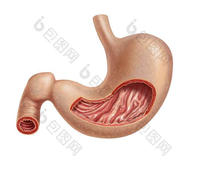 解剖学人体胃部摄影图