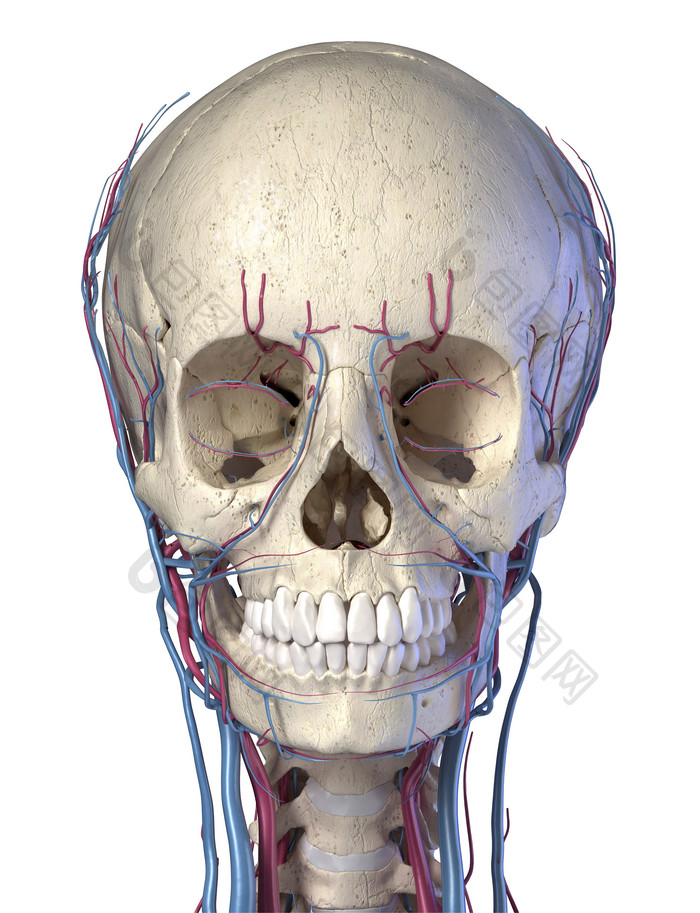 人类生物医学头部血管走向图