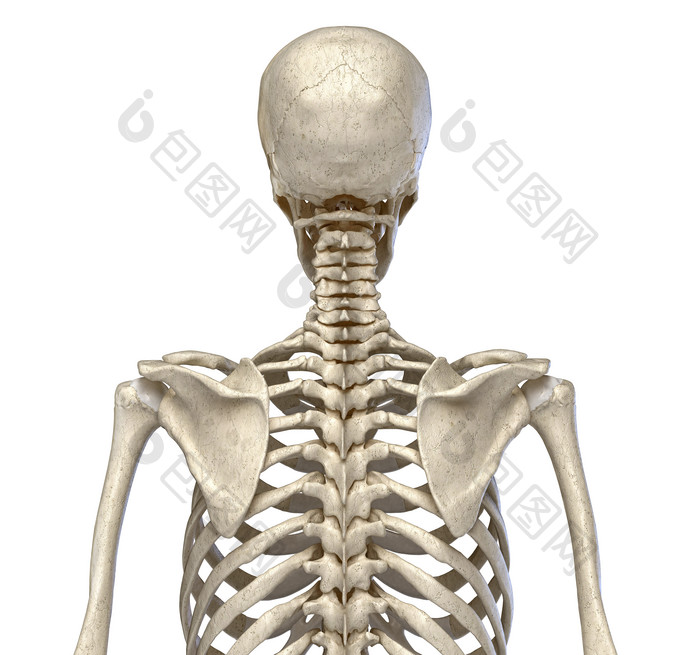 人类解剖学背部肋骨图