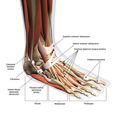 脚部骨骼肌腱分布图