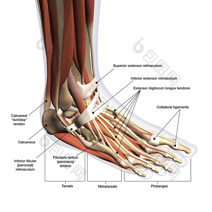 脚部骨骼肌腱分布图图片-包图网
