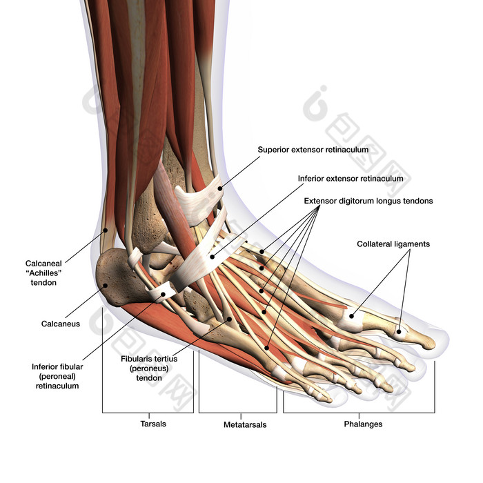 脚的肌腱解剖结构图片图片