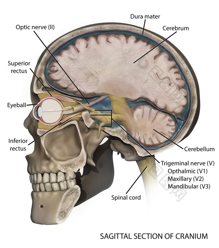 头部头盖骨解剖示例插图