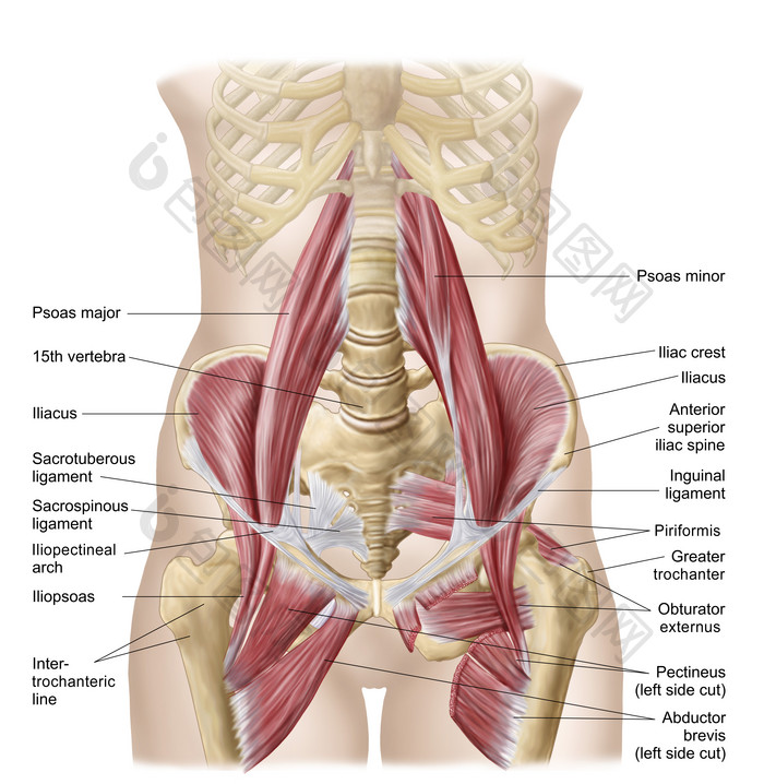 女性腹部肌肉骨骼结构图