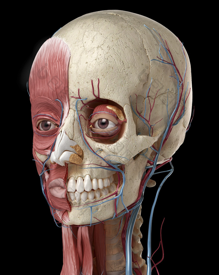 人类生物学脸部正面肌肉例图