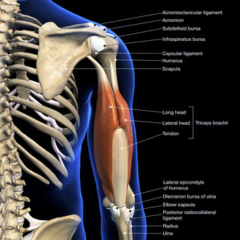 <strong>人体</strong>臂膀骨骼肌肉示例插图