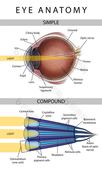 眼睛结构示例插图