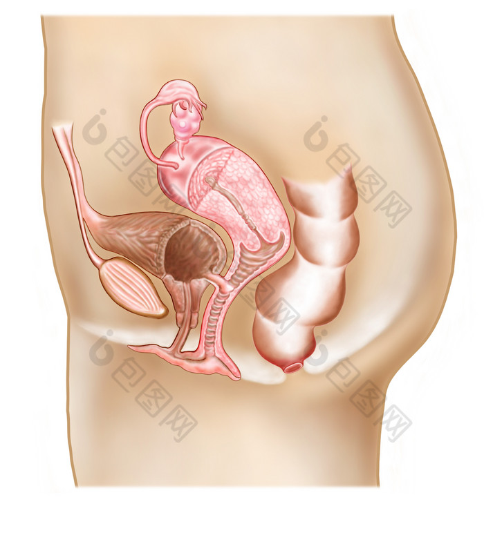 人体子宫膀胱示例插图