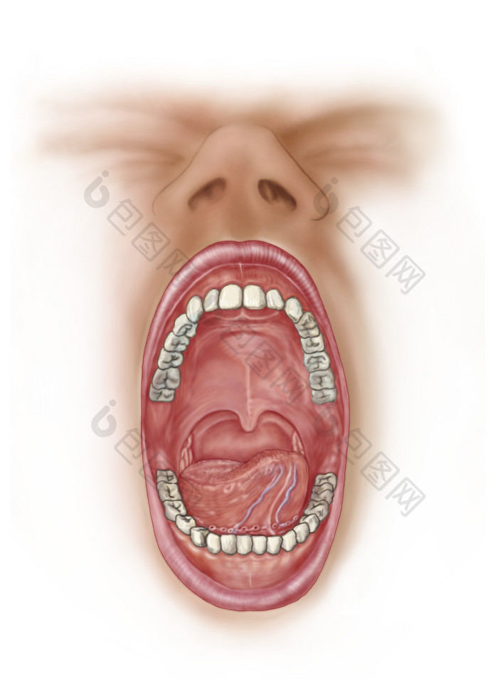 人体口腔牙齿结构图