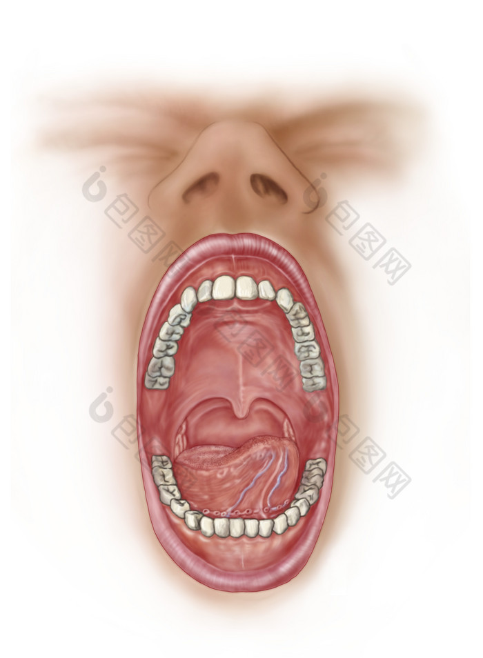 人体口腔牙齿结构图图片-包图网