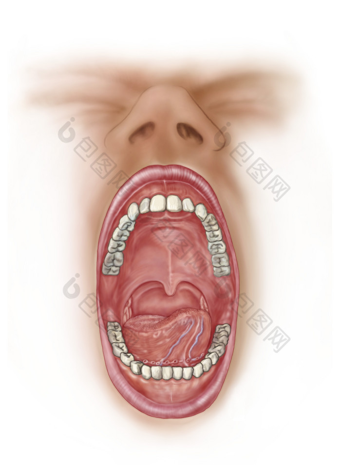 人体口腔牙齿结构图