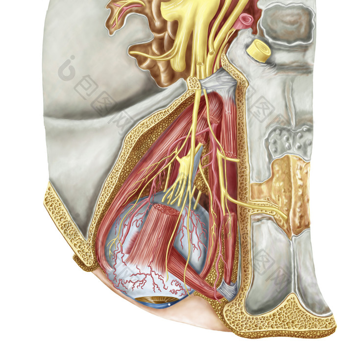 人体身体器官观察图