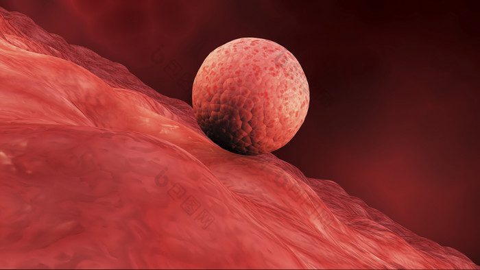 生物医学红色细胞