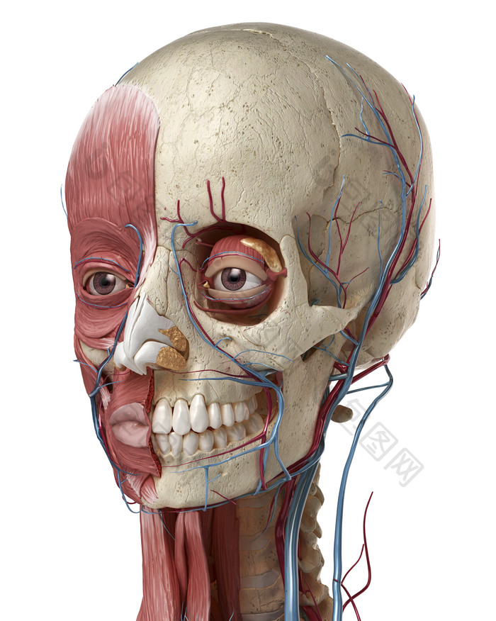 人类生物学脸部正面肌肉图