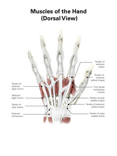 手掌骨骼分布示例图